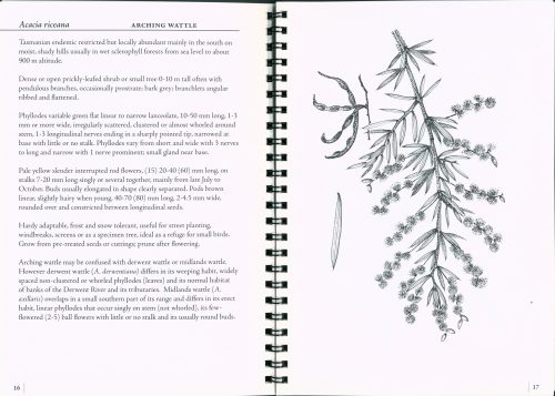 Wattles of Tasmania - Image 3