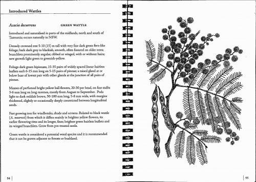 Wattles of Tasmania - Image 4