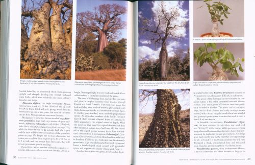 Timber Press Guide to Succulent Plants of the World: A Comprehensive Reference to More than 2000 Species. - Image 3