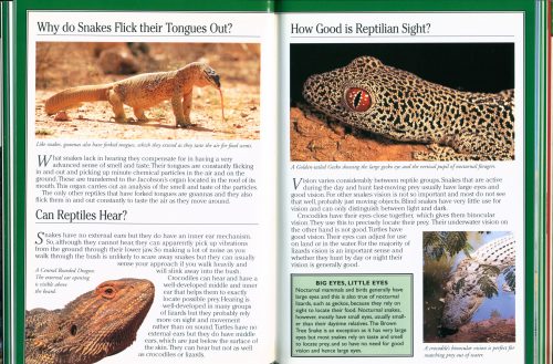 Green Guide to Snakes and Other Reptiles of Australia - Image 3