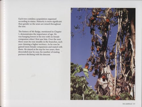 Flying-Foxes: Australian Night Foresters - Image 3