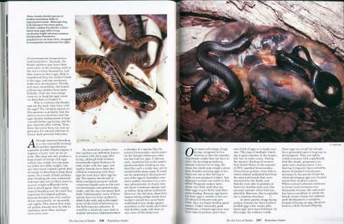 Australian Snakes: A Natural History - Image 3