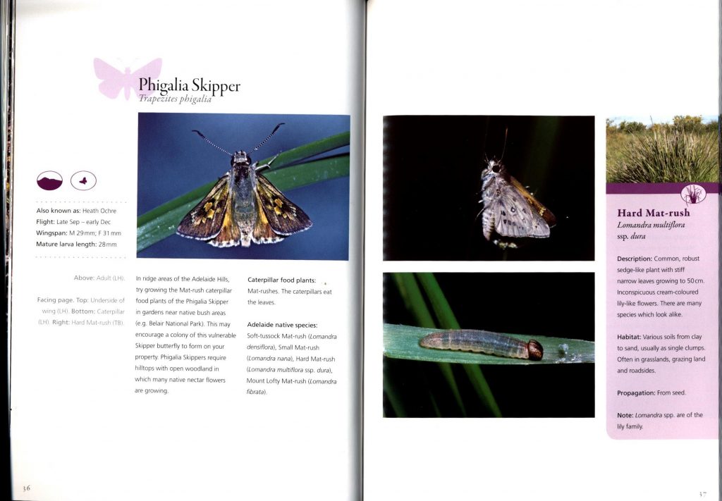 Attracting Butterflies to Your Garden What to Grow and Conserve in the