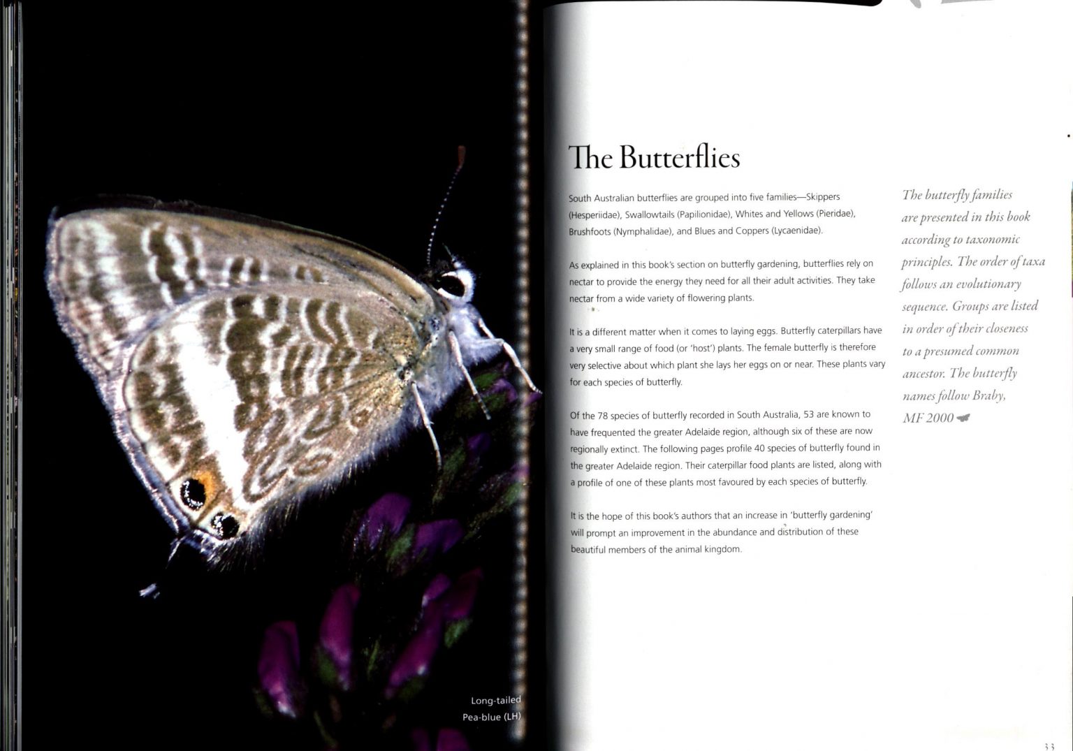 Attracting Butterflies to Your Garden What to Grow and Conserve in the