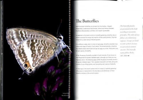 Attracting Butterflies to Your Garden: What to Grow and Conserve in the Adelaide Region - Image 3