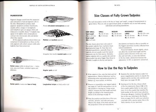 Tadpoles of South-Eastern Australia: A Guide with Keys - Image 4