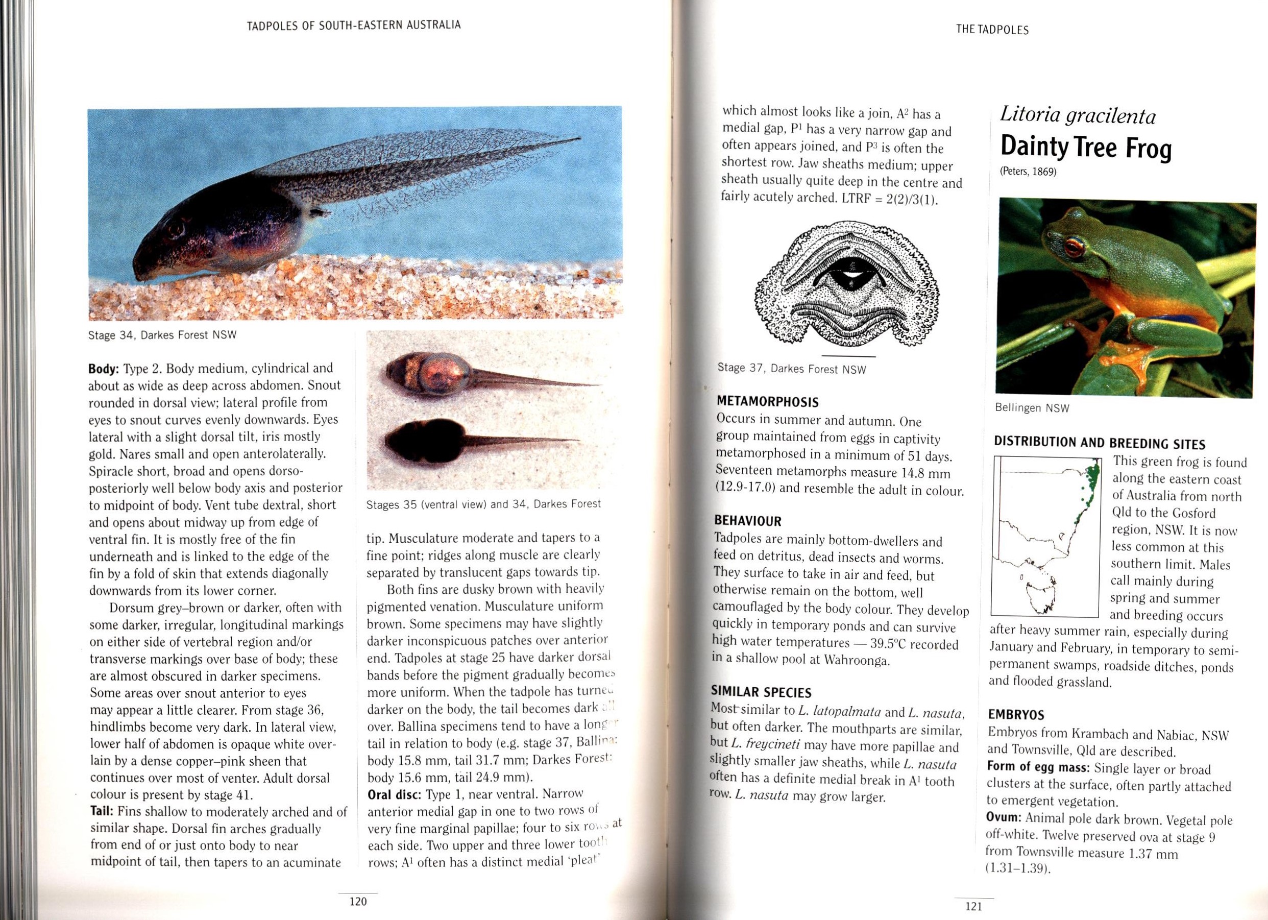 Tadpoles of South-Eastern Australia: A Guide with Keys - Nokomis