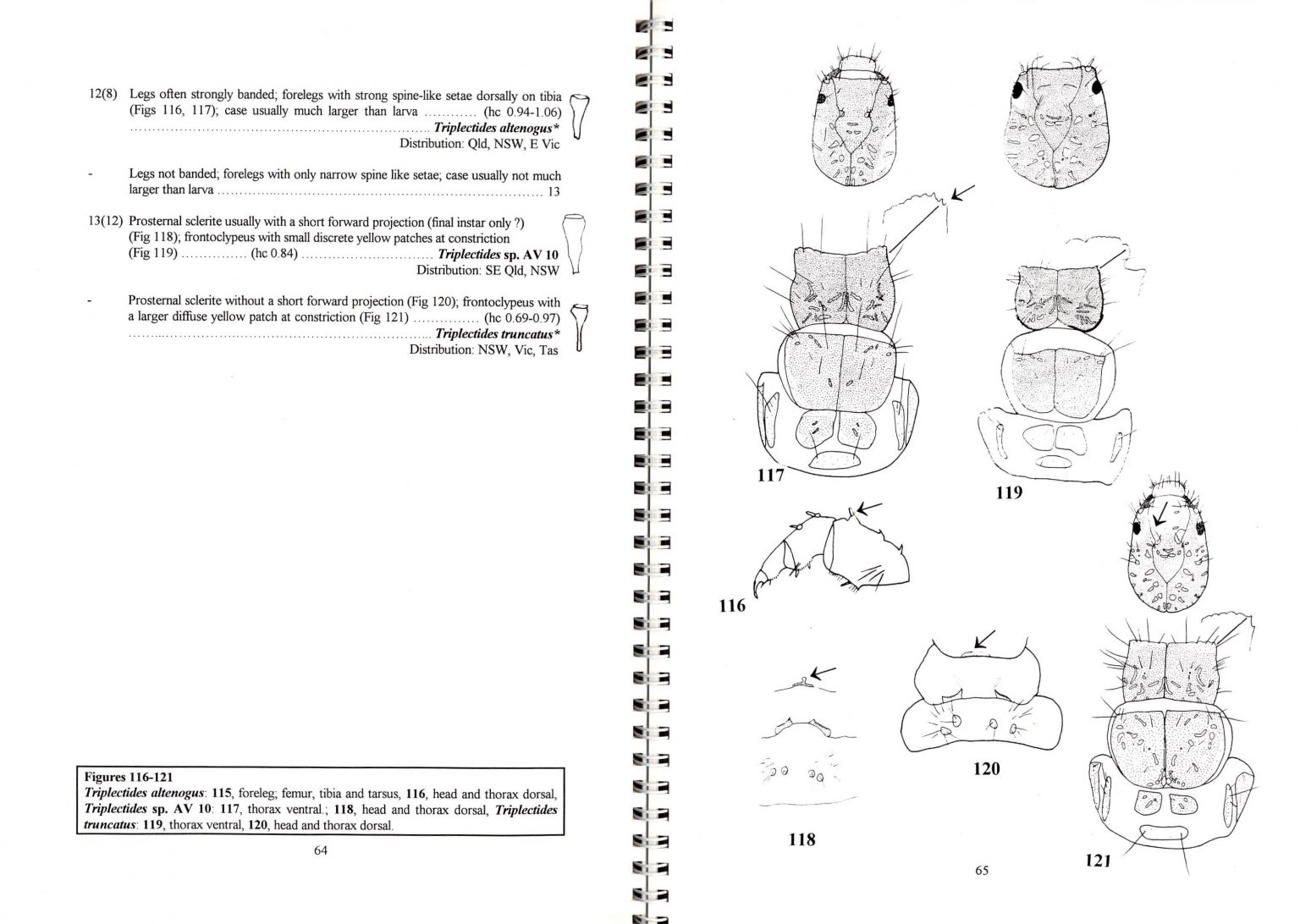 Preliminary Keys for the Identification of Australian Caddisfly Larvae
