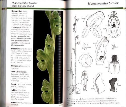 Field Guide to the Orchids of the Australian Capital Territory - Image 5