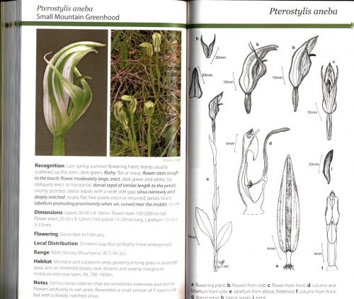 Field Guide to the Orchids of the Australian Capital Territory - Image 3