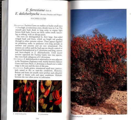 Gardener's Companion to Eucalypts: More than 140 Species (Fourth Edition) - Image 2