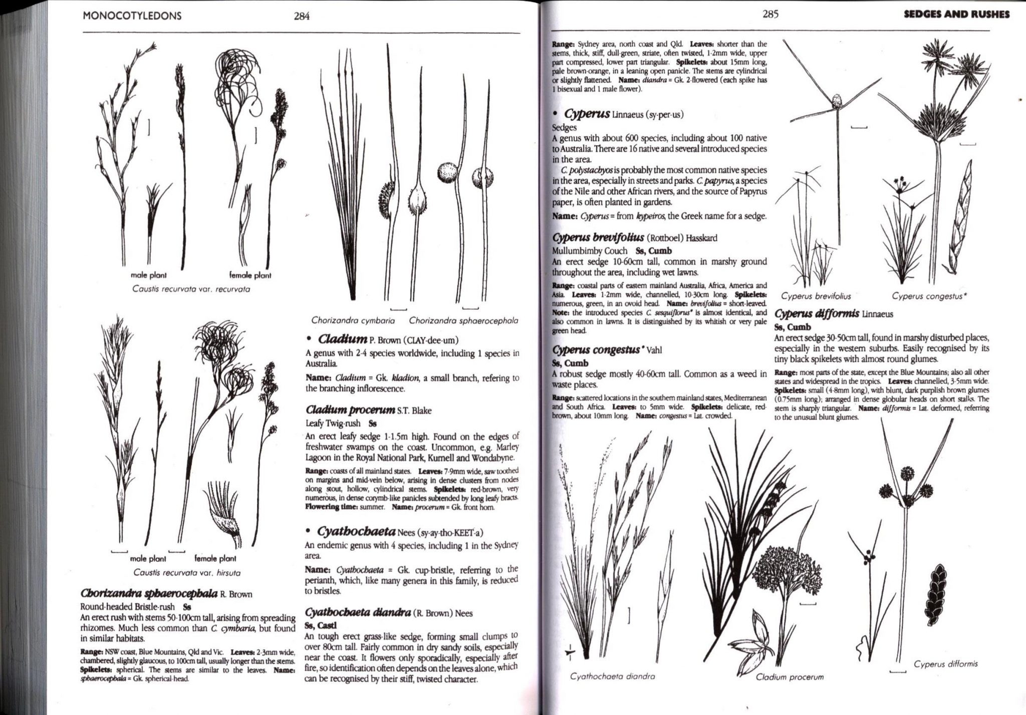 Field Guide to the Native Plants of Sydney Nokomis
