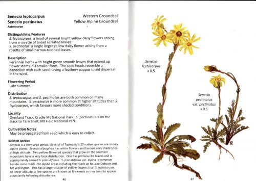 Alpine Wildflowers of Tasmania: Plant Identikit (Second Edition) - Image 2