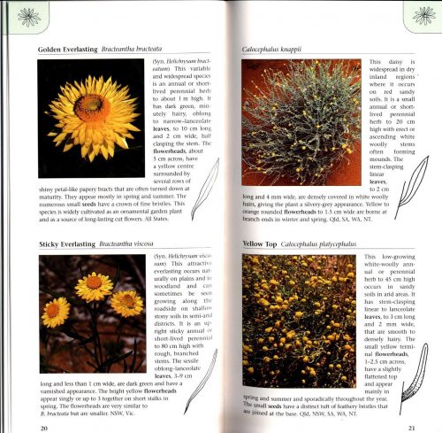 A Photographic Guide to Wildflowers of Outback Australia - Image 3