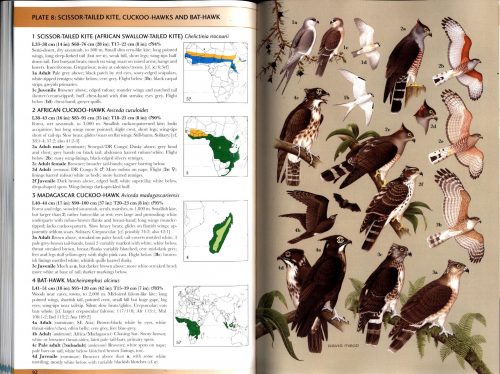 Raptors of the World: A Field Guide - Image 2