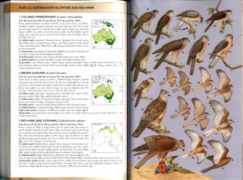 Raptors of the World: A Field Guide - Image 3