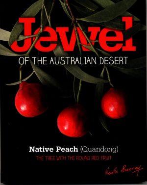 Jewel of the Australian Desert: Native Peach (Quandong): The Tree with the Round Red Fruit