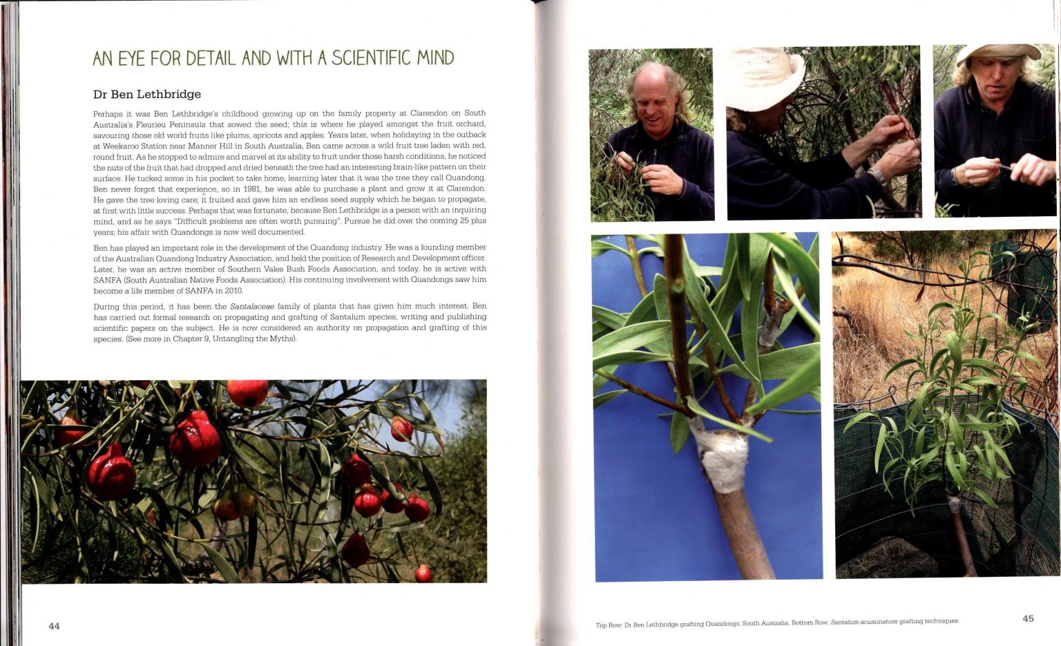 Jewel of the Australian Desert: Native Peach (Quandong): The Tree with ...