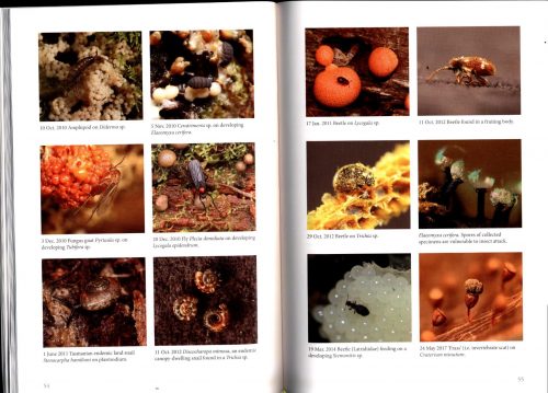 Where the Slime Mould Creeps: The Fascinating World of Myxomycetes (Fourth Edition) - Image 3