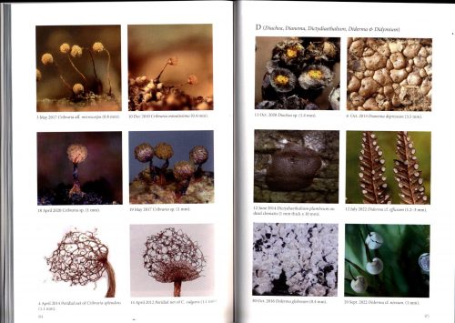 Where the Slime Mould Creeps: The Fascinating World of Myxomycetes (Fourth Edition) - Image 4