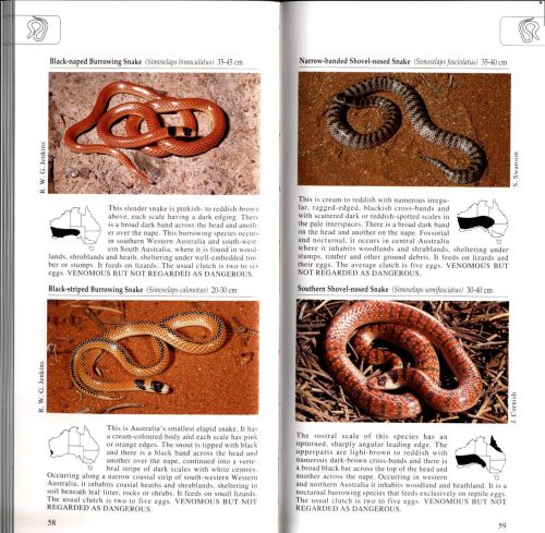 A Photographic Guide to Snakes and Other Reptiles of Australia - Image 4