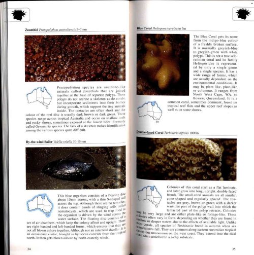 A Photographic Guide to Seashore Life of Australia - Image 3