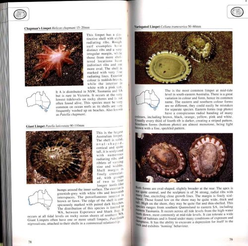 A Photographic Guide to Seashore Life of Australia - Image 4