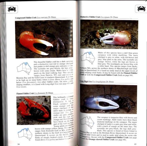 A Photographic Guide to Seashore Life of Australia - Image 5