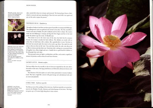 Bush Food: Aboriginal Food and Herbal Medicine - Image 2