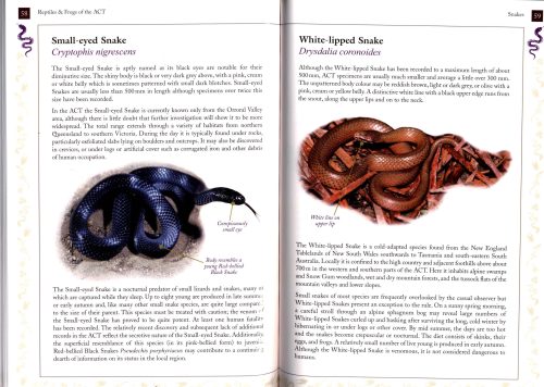 Reptiles & Frogs of the Australian Capital Territory - Image 3