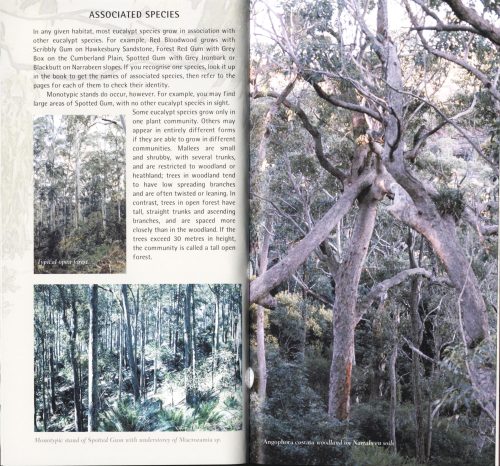 Eucalypts of the Sydney Region: A Bushwalker's Guide - Image 5