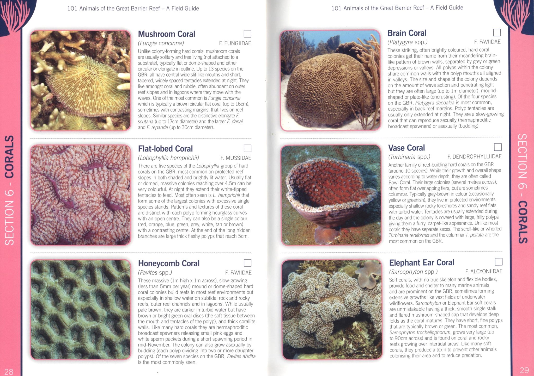101 Animals of the Great Barrier Reef - Nokomis