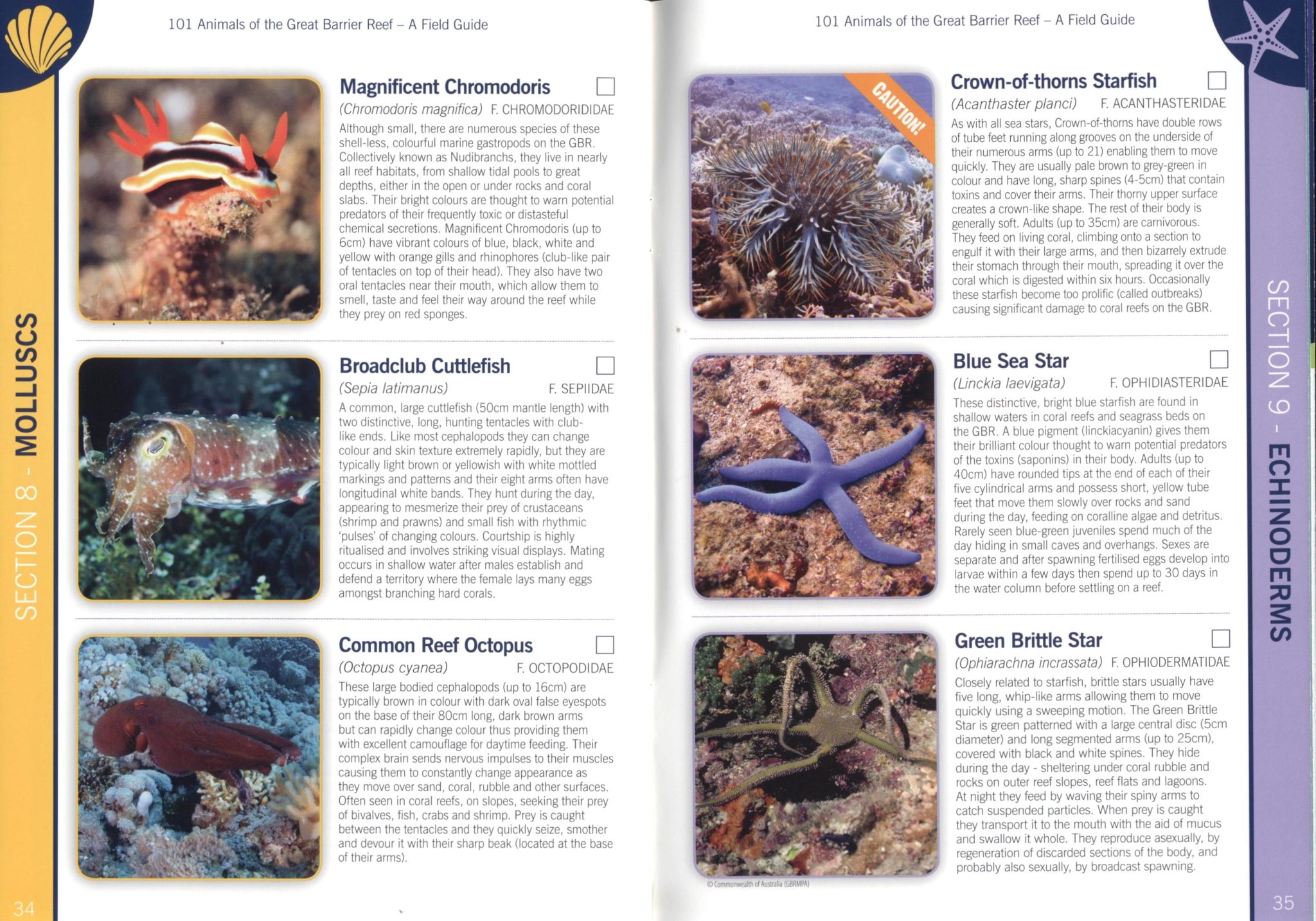 101 Animals of the Great Barrier Reef - Nokomis
