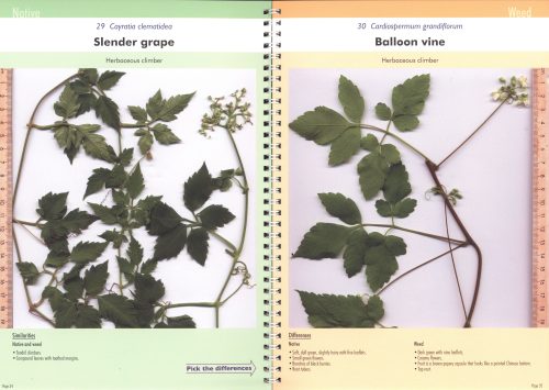 Native Plant or Weed: Pick the Difference, Volume One - Image 3