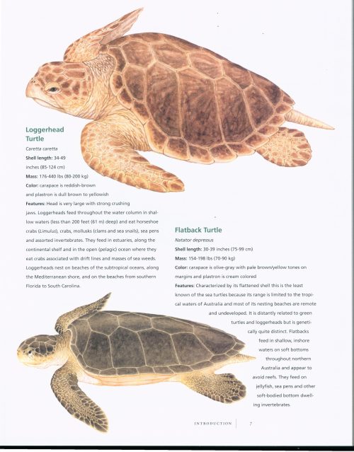 Sea Turtles: A Complete Guide to Their Biology, Behavior, and Conservation - Image 3