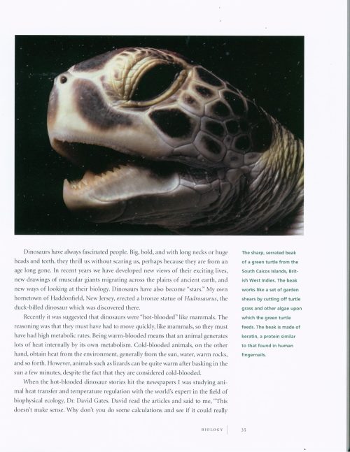 Sea Turtles: A Complete Guide to Their Biology, Behavior, and Conservation - Image 4