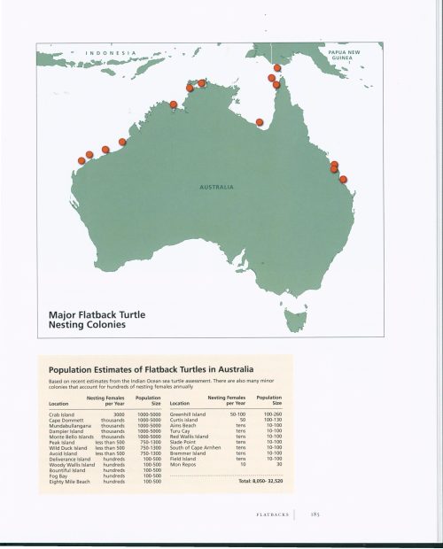 Sea Turtles: A Complete Guide to Their Biology, Behavior, and Conservation - Image 5