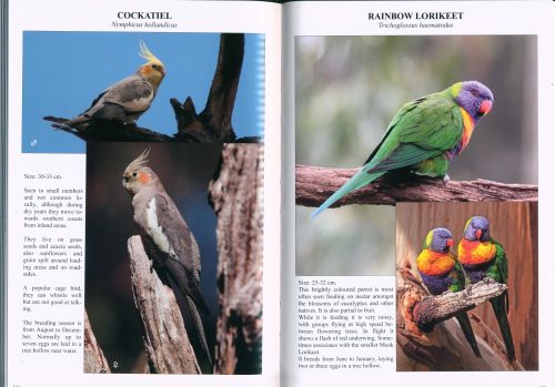 Fleurieu Birds: What to See and Where to See Them - Image 3