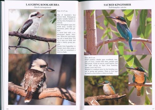 Fleurieu Birds: What to See and Where to See Them - Image 4