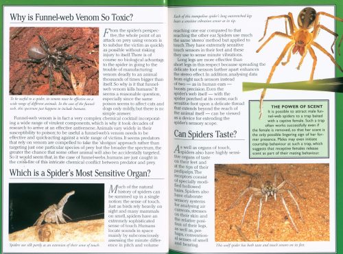 Green Guide: Spiders of Australia - Image 4