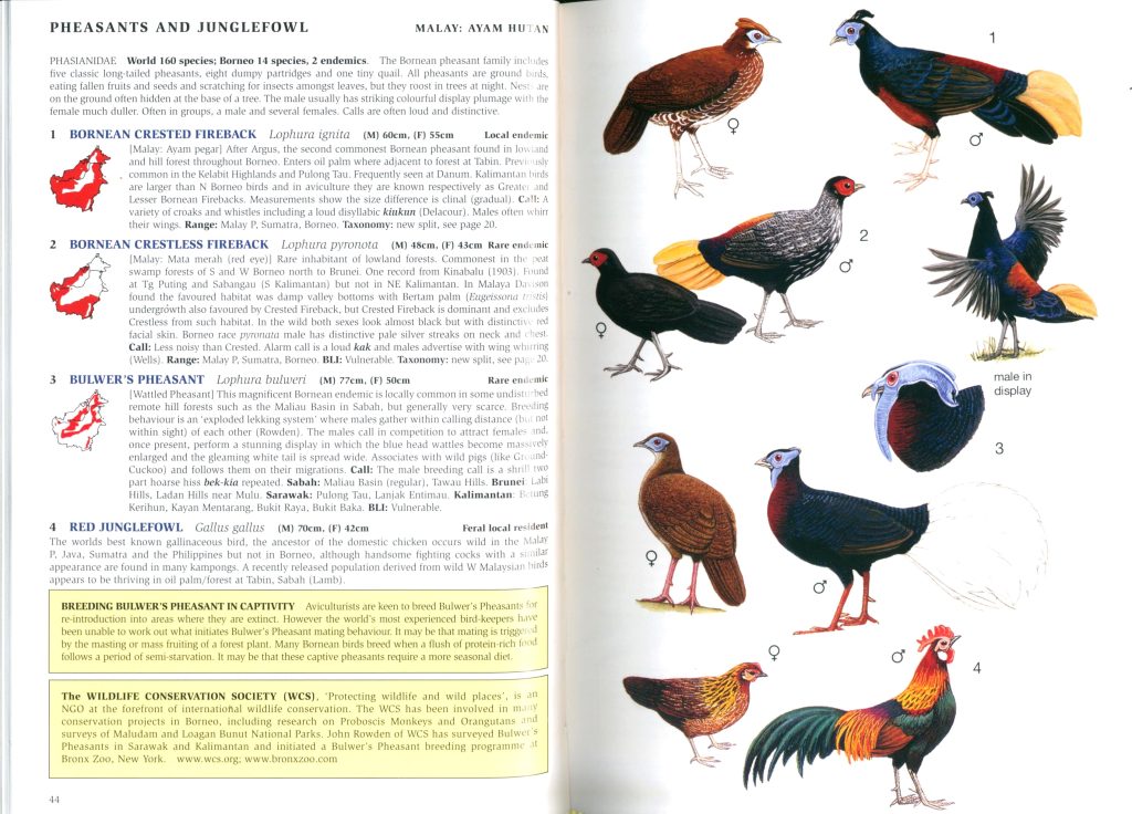 Phillipps' Field Guide to the Birds of Borneo: Sabah, Sarawak, Brunei ...