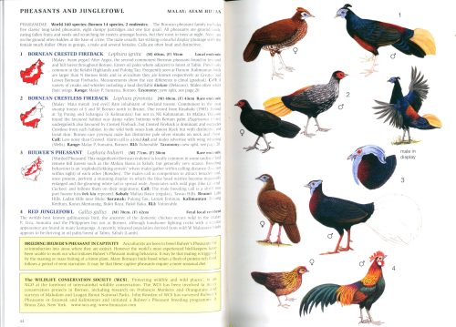 Phillipps' Field Guide to the Birds of Borneo: Sabah, Sarawak, Brunei and Kalimantan - Image 3