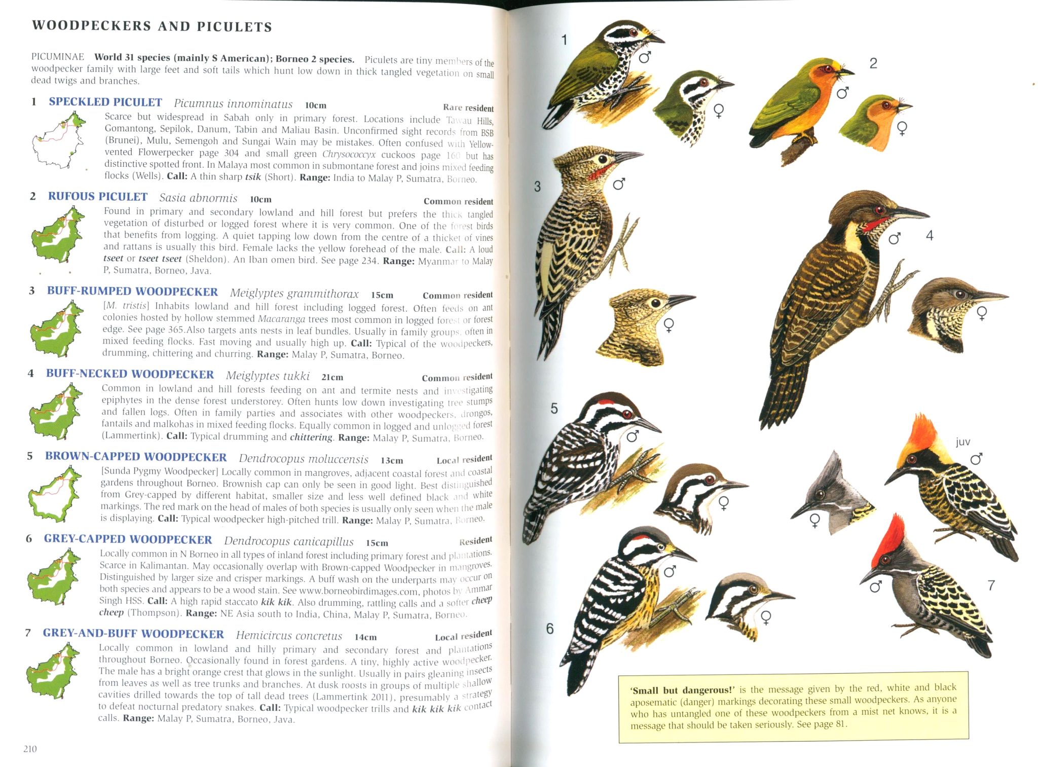 Phillipps' Field Guide to the Birds of Borneo: Sabah, Sarawak, Brunei ...