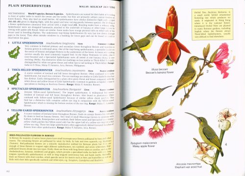 Phillipps' Field Guide to the Birds of Borneo: Sabah, Sarawak, Brunei and Kalimantan - Image 5