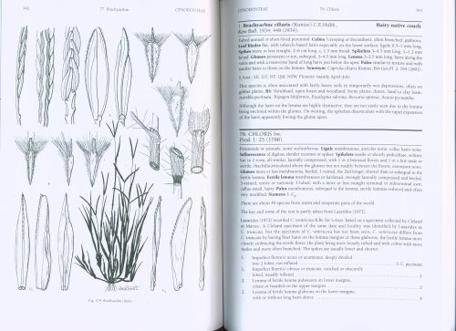 Grasses of South Australia: An Illustrated Guide to the Native and Naturalised Species (Second Edition) - Image 2