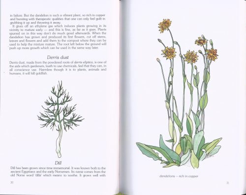 Companion Planting in Australia - Image 2