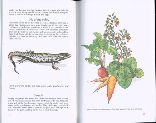 Companion Planting in Australia - Image 3