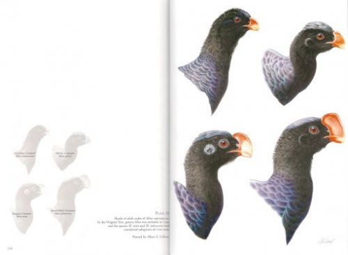 Curassows and Related Birds - Image 2