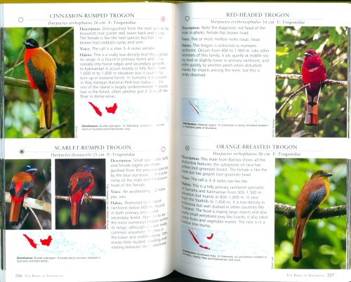 A Photographic Guide to the Birds of Indonesia (Updated Second Edition) - Image 3
