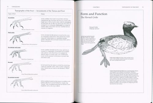 Manual of Ornithology: Avian Structure and Function - Image 2